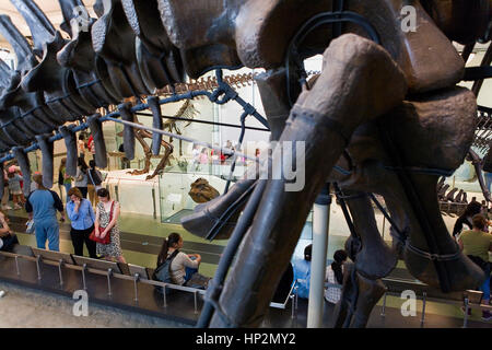 Musée américain d'Histoire naturelle, AMNH. Hall des dinosaures saurischiens, New York, États-Unis Banque D'Images
