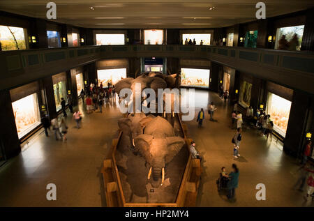 American Museum of Natural History, AMNH.Hall of african mammifères, New York City, États-Unis Banque D'Images