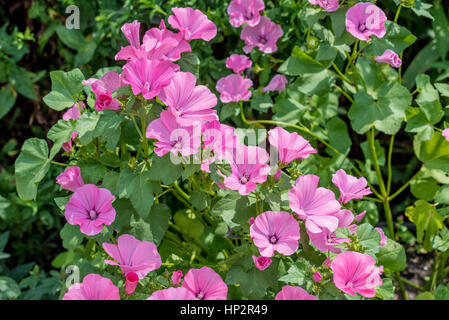 Mauve malva rose ou des fleurs dans le jardin Banque D'Images