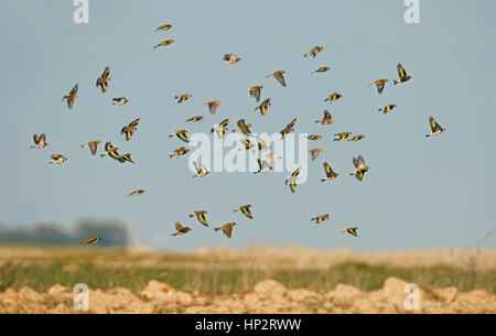 Chardonneret élégant - Carduelis carduelis Carduelis cannabina, Linnet -, Moineau friquet - Passer montanus - troupeau d'hiver Banque D'Images