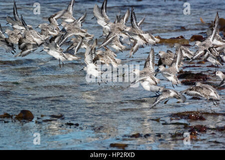 Bécasseau sanderling (Calidris alba), troupeau en vol Banque D'Images