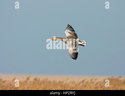 Oie cendrée - Anser anser Banque D'Images