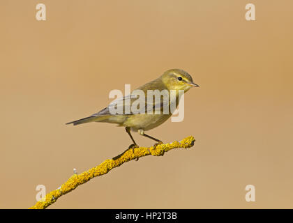 - Willow Warbler Phylloscopus trochilus - mineur Banque D'Images
