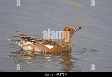 Canard siffleur - Anas penelope - femelle Banque D'Images