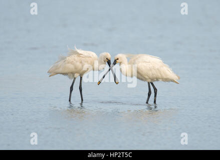 Spatule blanche - Platalea leucorodia Banque D'Images