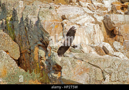 L'aigle impérial espagnol - Aquila adalberti - adulte en vol Banque D'Images