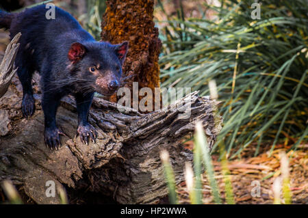 Diable de Tasmanie on tree stump Banque D'Images