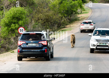 Le Parc National Kruger, Afrique du Sud - 27 novembre 2016 : les touristes d'arrêter leurs cars pour voir un lion sur une route dans le jeu sud-africain reserv Banque D'Images