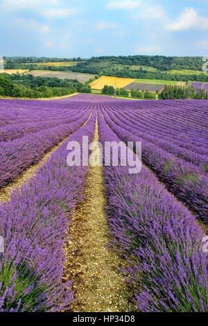 Lignes de purple fleurs de lavande en fleur, en descente, dans une vallée avec de fermes, d'une forêt, sur une journée ensoleillée. Le sud-est de l'Angleterre, dans le Kent Banque D'Images