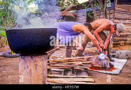 L'abattage de porcs, Vinales, province de Pinar del Rio, Cuba. Banque D'Images