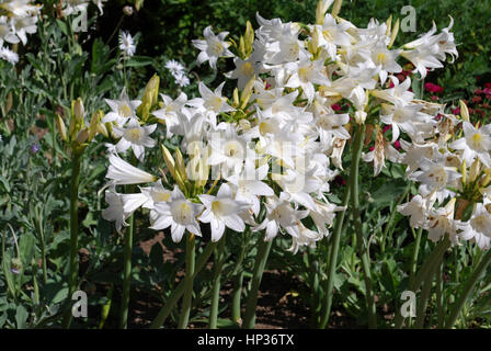 Amaryllis belladonna 'White Queen' plante fleur. Banque D'Images