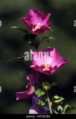 Photographié ces Rose de Sharon pendant la montée du soleil du matin qui leur a donné une lueur douce dans la lumière. Banque D'Images