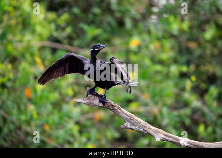 Cormoran vigua, olivaceous cormorant (Phalacrocorax brasilianus), adultes, sèche les ailes sur branch, Pantanal, Mato Grosso, Brésil, Amérique du Sud Banque D'Images