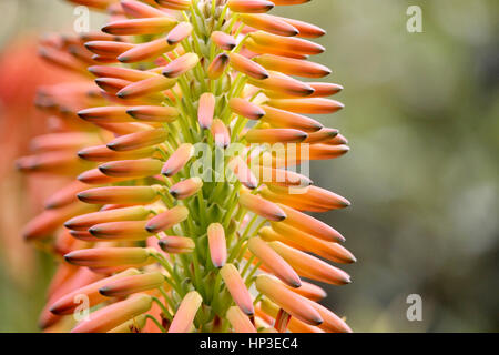 Close up of orange flower Banque D'Images