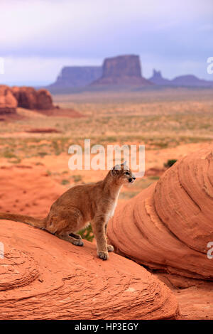 Mountain Lion, (Felis concolor), Monument Valley, Utah, USA, alerte adultes Banque D'Images