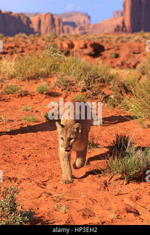 Mountain Lion, (Felis concolor), Monument Valley, Utah, USA, harcèlement criminel adultes Banque D'Images