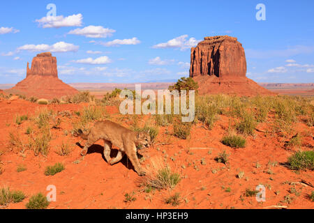 Mountain Lion, (Felis concolor), Monument Valley, Utah, USA, harcèlement criminel adultes Banque D'Images