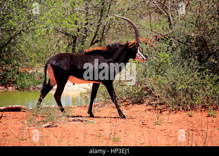 Hippotrague noir, (Hippotragus niger), mâle adulte, Kuruman, Kalahari, Northern Cape, Afrique du Sud, l'Afrique Banque D'Images