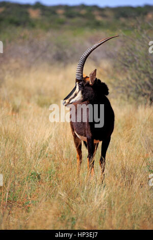 Hippotrague noir, (Hippotragus niger), mâle adulte, Kuruman, Kalahari, Northern Cape, Afrique du Sud, l'Afrique Banque D'Images