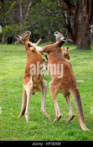 Kangourou rouge, (Macropus rufus), deux mâles adultes, lutte contre l'Australie du Sud, Australlia Banque D'Images