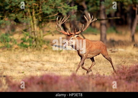 Red Deer (Cervus elaphus), Hoge Veluwe, Pays-Bas, Europe, mâle adulte Banque D'Images