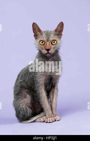 Loup-garou, Lykoi chat (Felis silvestris catus), chaton, l'âge de 6 mois Banque D'Images