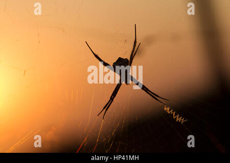 Une signature contre l'établissement d'araignée araignée, sun, silhouette visible Banque D'Images