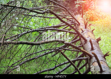 Arbre tombé à sec sur le terrain au parc de la ville de la lumière du soleil Banque D'Images