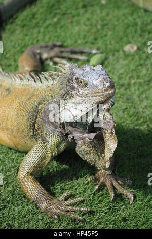 Dans Iguana iguana Park, Guayaquil Banque D'Images