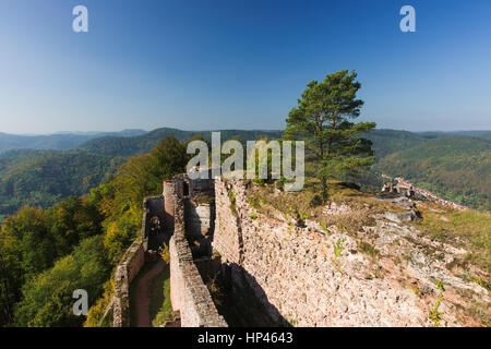 Neuscharfeneck, un château en ruines dans le Palatinat (Allemagne) Banque D'Images