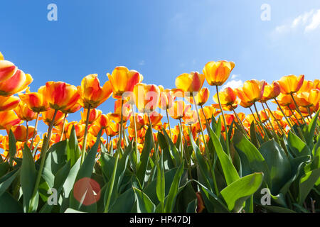 Beau bouquet de tulipes. tulipes colorées. tulipes au soleil du printemps dans le champ de tulipes. Banque D'Images