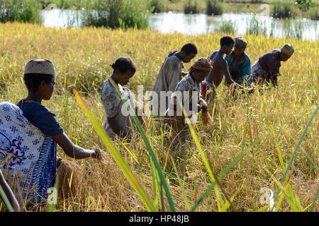 MADAGASCAR Mananjary, canal des Pangalanes, la femme à la récolte de riz / MADAGASKAR, canal des Pangalanes, Frauen in Reisernte Banque D'Images