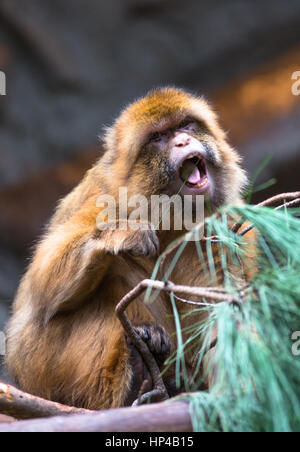 Singe Macaque de Barbarie Banque D'Images