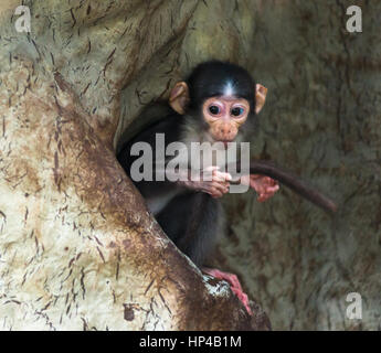 Petit singe espiègle dans le zoo de Barcelone, Espagne. Banque D'Images