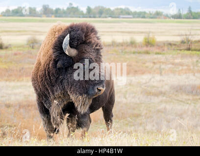 Un wild bison d'Amérique (Bison bison), prise à la National Bison Range dans le Montana. Banque D'Images