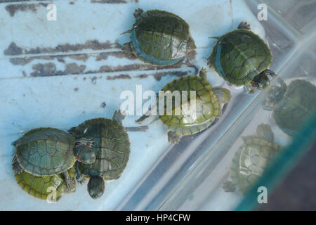 Mumbai, Inde - le 19 octobre 2015 - Les bébés tortues sur le marché indien enfermé dans des cages est souvent considérée comme animal tortue par les normes européennes Banque D'Images