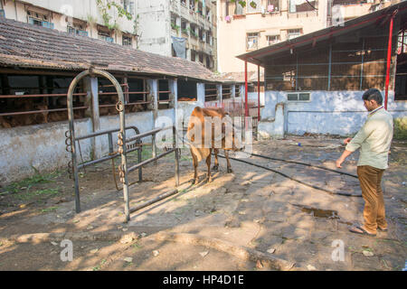 Mumbai, Inde - 11 décembre 2016 - La Vache dans une étable dans le centre de Mumbai entre les gratte-ciel Banque D'Images