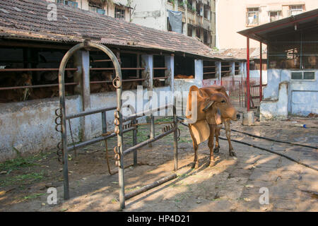 Mumbai, Inde - 11 décembre 2016 - La Vache dans une étable dans le centre de Mumbai entre les gratte-ciel Banque D'Images