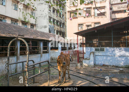 Mumbai, Inde - 11 décembre 2016 - La Vache dans une étable dans le centre de Mumbai entre les gratte-ciel Banque D'Images