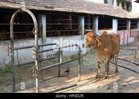 Mumbai, Inde - 11 décembre 2016 - La Vache dans une étable dans le centre de Mumbai entre les gratte-ciel Banque D'Images