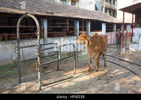 Mumbai, Inde - 11 décembre 2016 - La Vache dans une étable dans le centre de Mumbai entre les gratte-ciel Banque D'Images