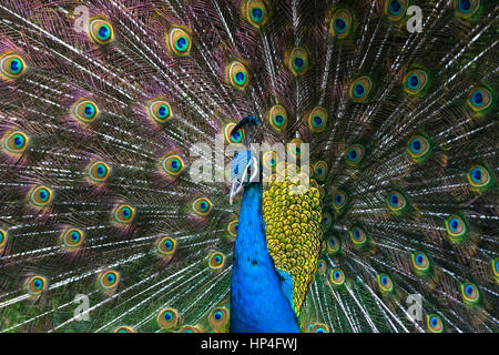 Indian blue peacock afficher en plumage rituel d'accouplement vu dans le Zoo de Barcelone, Espagne. Banque D'Images