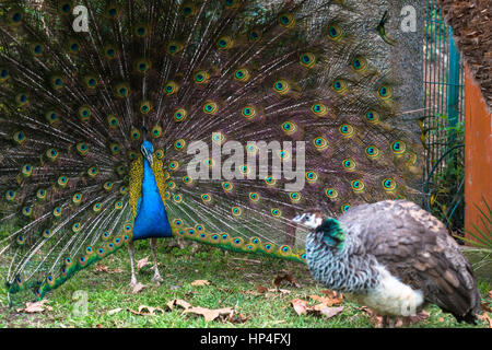 Danse d'accouplement pour peahen Peacock Banque D'Images