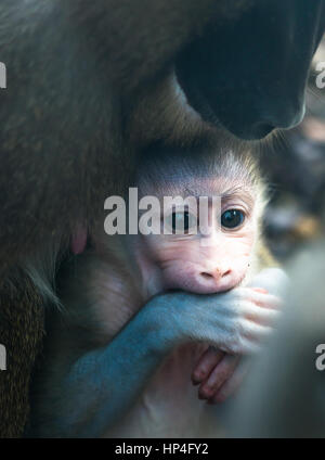 La mère et l'enfant percer des singes. Banque D'Images