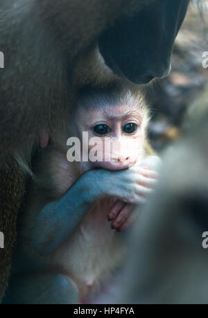 La mère et l'enfant percer des singes. Banque D'Images