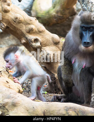 La mère et l'enfant percer des singes. Banque D'Images