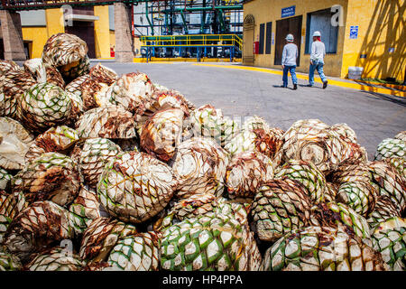 Agave prêt à cuire, tequilera, distillerie de tequila de Jose cuervo dans le village de tequila, Mexique Banque D'Images