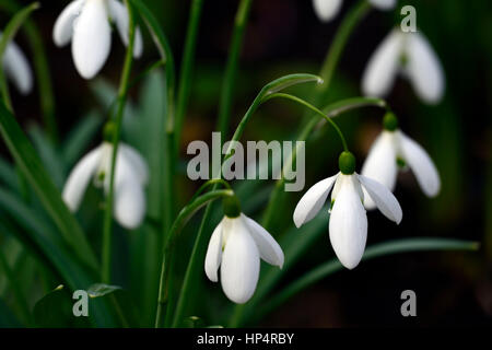 Snowdrop Galanthus nivalis aimant, perce-neige, printemps, fleurs, fleur, floral, RM, Banque D'Images