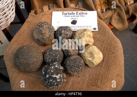 Truffes d'été (Tuber aestivum) pour la vente, Castiglione del Lago, Ombrie, Italie Banque D'Images