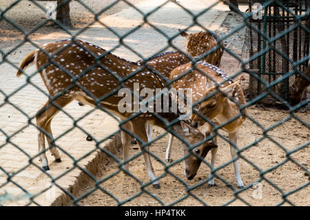 Chevreuil dans une cage dans Delhi Hauz Khas du Park . C'est un hagnout place populaire pour les gens de Delhi Banque D'Images